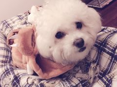 -爱侣宠医·鹦鹉专科·小型哺乳类·异宠专科(灵石路店)