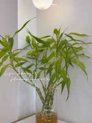 -Verywang半永久纹眉•仪器野生眉
