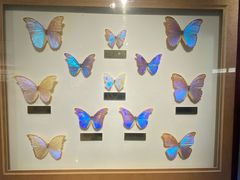 -上海昆虫博物馆