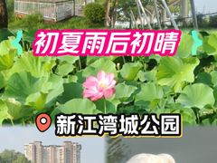 -新江湾城公园