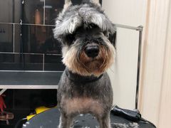 -小尾巴宠物店(万科·金域华庭店)