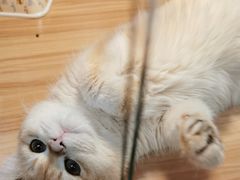 -猫十亿·布偶金渐层·曼基康矮脚猫舍(青年路店)