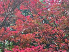-广州市帽峰山景区