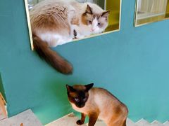 -飞行喵MR PILOT|猫舍·猫咖(静安大融城店)