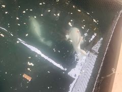 -蓝湾碧波·老字号·疍家非遗海上餐厅