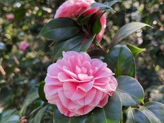 -中国科学院华南植物园
