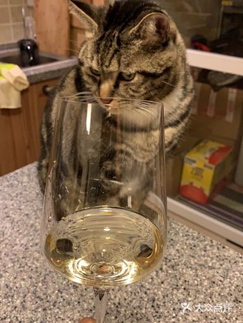 我家肥仔叫 Assholer，翻译成中文就是“小**