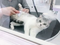 -BABYDOG宝贝狗宠物乐园(欧洲城店)