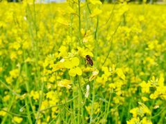 -光明小镇欢乐田园