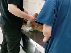 -申普宠物医院·眼科·心内科·影像科(普陀分院)