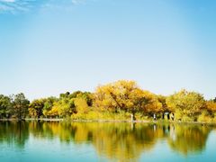 -金塔沙漠胡杨林景区