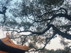 -普陀山风景名胜区-法雨禅寺
