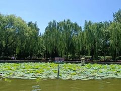 -团结湖公园