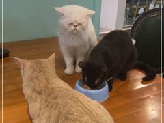 -猫小院猫主题餐厅(三里屯店)
