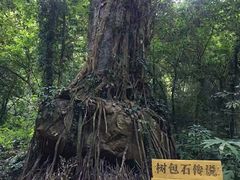 -莫里热带雨林景区
