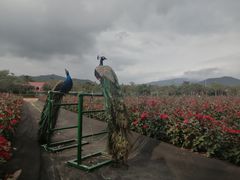 -亚龙湾国际玫瑰谷