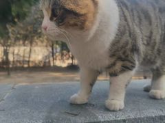 -四门塔风景区