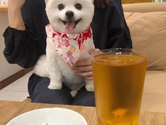 -柴务处·柴犬主题狗咖