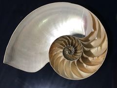 -青岛贝壳博物馆