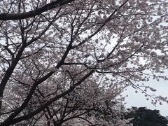 -武汉大学-樱园