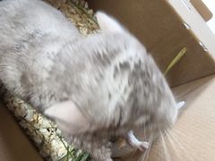 -瑞派·关忠动物医院·异宠专科·犬猫肿瘤·皮肤专科(望京店)