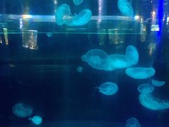 -重庆欢乐海底世界