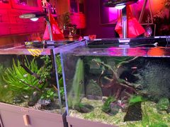 -咕嘟草帽鱼·牛奶一样的鲜鱼汤(包河万达广场创始店)