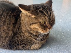 -伟伟宠物医院·瑞派猫友好医院·猫科(光谷店)