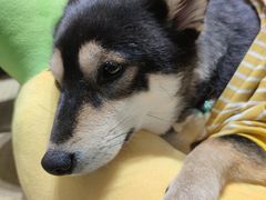 -逗柴咖啡屋·狗咖猫咖宠物桌游