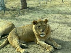 -北京野生动物园
