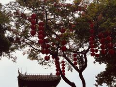 -荔湾湖公园