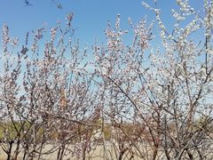 -桃花堤公园