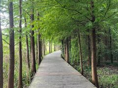 -溱湖国家湿地公园