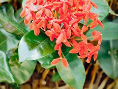 -创味·民间海南菜·非遗藤桥排骨(藤桥·免税城店)