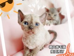 -十年猫舍·猫咪专门店(普陀店)