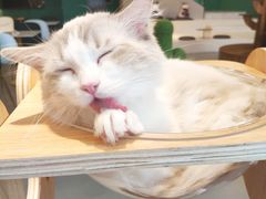 -飞行喵MR PILOT|猫舍·猫咖(静安大融城店)