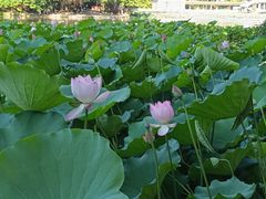 -荔湾湖公园
