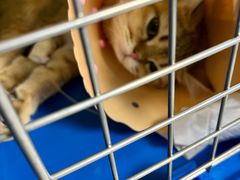 -伟伟宠物医院·CT影像中心·瑞派犬猫综合性门诊(汉口总院)