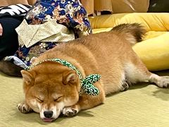 -逗柴咖啡屋·狗咖猫咖宠物桌游