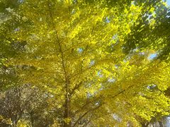 -长白岛森林公园