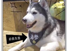 -Husky Go! 哈士奇体验馆·宠物咖啡厅狗咖