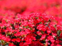 -中国香山·寿香谷