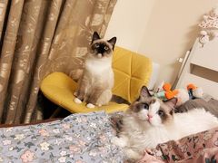 -美联众合爱康动物医院•复杂内科•肿瘤科•牙科•腔镜诊疗中心