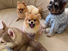 -怪兽屋·羊驼·猫咖·狗咖(俊华广场店)