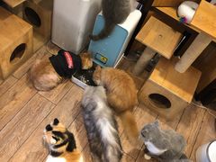 -more than meow吴止猫主题餐厅(承德 中船汇店)
