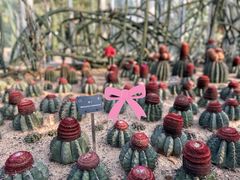 -深圳仙湖植物园