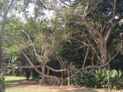 -中国科学院西双版纳热带植物园