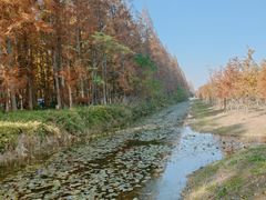 -黄海国家森林公园