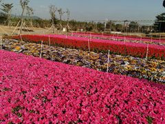 -芒洲湿地公园