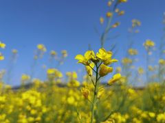 -光明小镇欢乐田园